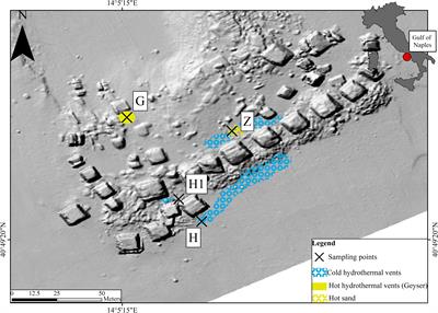 Microbial Communities of the Shallow-Water Hydrothermal Vent Near Naples, Italy, and Chemosynthetic Symbionts Associated With a Free-Living Marine Nematode